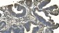 Anti-CD13/ANPEP Picoband™ Antibody (monoclonal, 5B9)